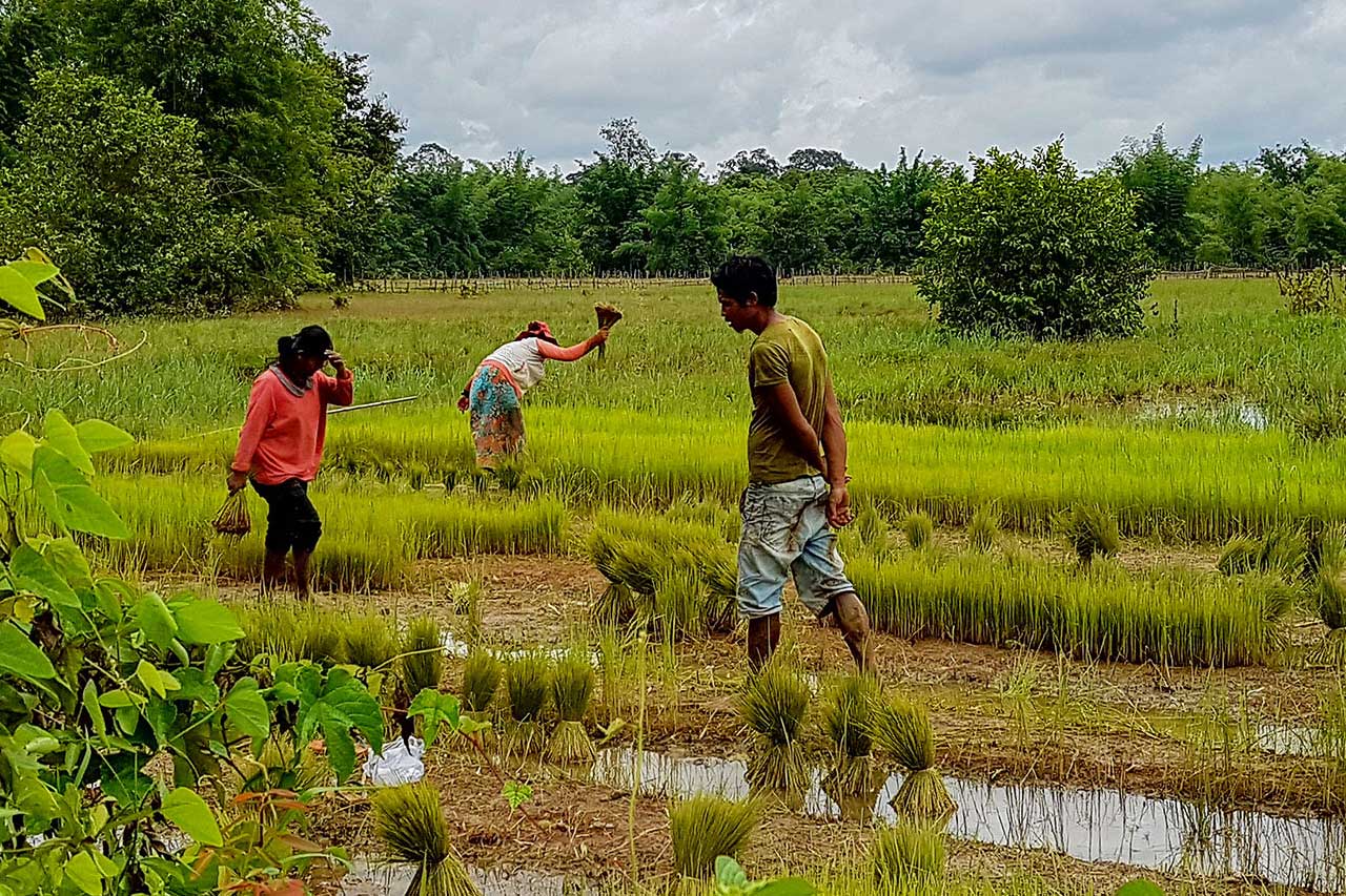 3people-working-with-thier-rice-field-Cambodia