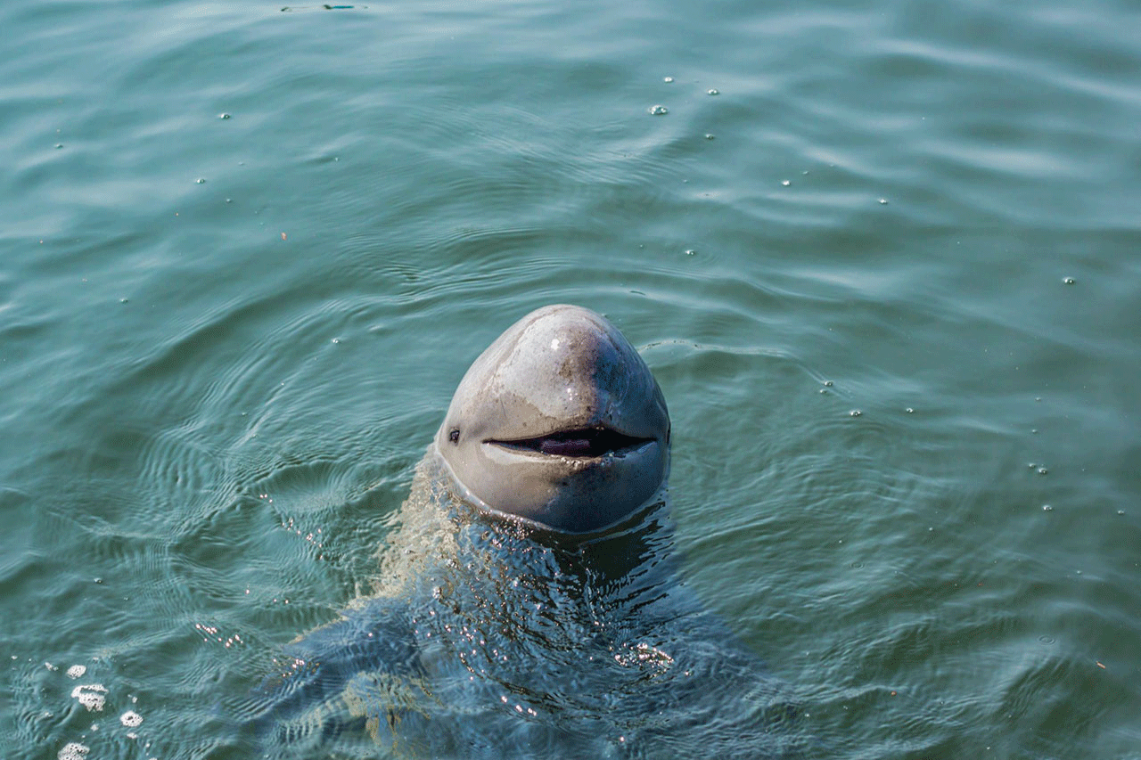 One-Dolphine-in-the-Mekongriver-Cambodia-Kratie